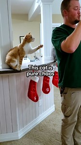 Meet Trekkie the Great the food-obsessed cat who has taught himself to open containers with his teeth! Wait for his reaction when he finds out his parents have baby-proofed the crockpot 😹🥰 To learn more about Trekkie's story, you can go to his TikTok: thedo.do/trekkiethegreat. | The Dodo