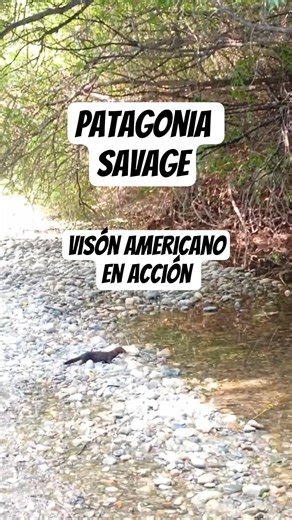 Momento salvaje en Lago Puelo visón cazando en vivo #NaturalezaReal #PatagoniaSalvaje