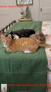 39K views · 2.8K reactions | Talking Furballs Voiceover #7 R #3southern #cats #tiktok #loves #videos | Chisel.Me.Timbers by Davey Jones | Facebook