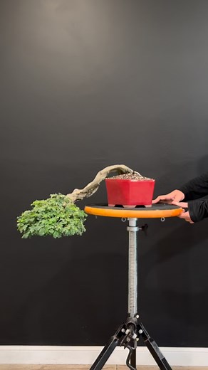 Cascade Brazilian Rain Tree | Wigert's Bonsai Nursery