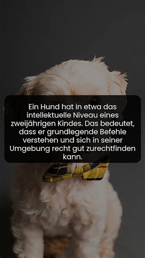 Köpeklerin şaşırtıcı zekasını keşfet.