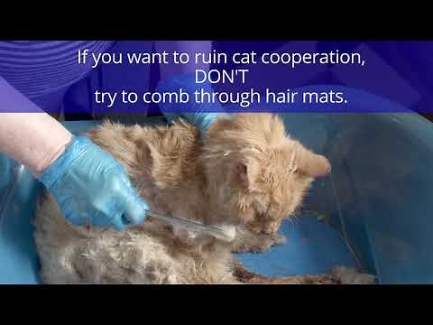 How to De-mat Your Cat by Anna