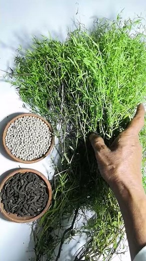 Parpadagam | Parpadagam Uses in Tamil | Mollugo cerviana | #Shorts | Tamil | Thanithuvamm