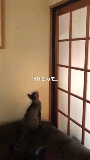 猫版SASUKE〜クモを取ったらクリア〜