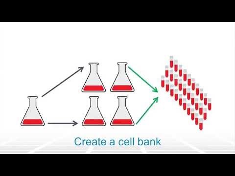 Bioprocessing Cell Culture Overview – Two Minute Tuesday Video