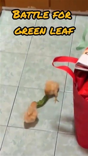 These Chicks Will Do Anything for This Leaf 🐥#shorts #pets #viral #cutechicks
