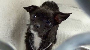 2K views · 322 reactions | ADOPTED - moved to SAFE Album on 09/06...