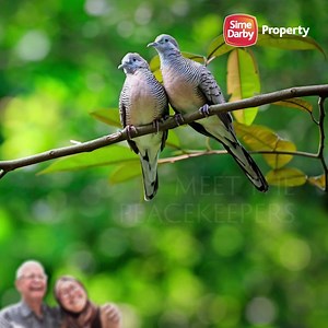 🕊️ Meet the Zebra Dove! These gentle doves are vital to a healthy, peaceful ecosystem. In many cultures, they symbolize harmony and reconciliation, reminding us of the power of love and the importance of nurturing our relationships. Just like urban biodiversity, and the importance of us nurturing it!🌍✨ Learn more the beauty of coexistence among all forms of life within our townships by visiting our Urban Biodiversity site today: https://bit.ly/SDP-UrbanBiodiversity24 Because when urban biodive