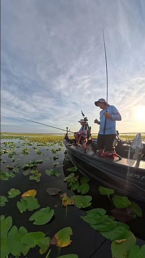 The hookset of HOOKSETS #shellcracker #panfish #bluegill #fishing