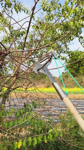 High-altitude tree pruning device