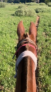 3.1K reactions · 50 shares | Unpopular opinion: Mules can be ridden,...