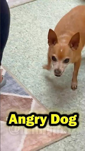 Try Not to Laugh: Angry Dog Edition 😭🐶