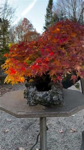 Japanese maple’s rich color composition🍁 #bonsai #bonsaisociety #horticulture #usa #americanbonsai