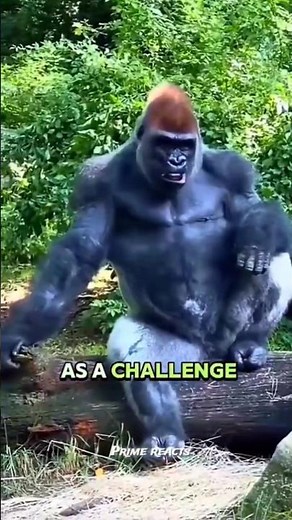 Why Gorillas Are So Similar to Humans 🦍❤️