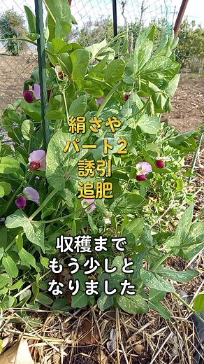 家庭菜園でのさやえんどうの育て方