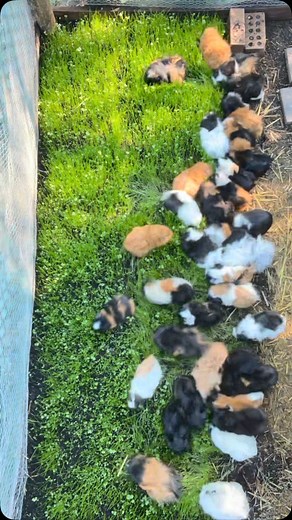 Cid on Instagram: "My guinea pigs love a good field to mow down and this one was grown using a seed mix from @nestyboxes"