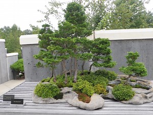 BONSAI GROW GUIDE