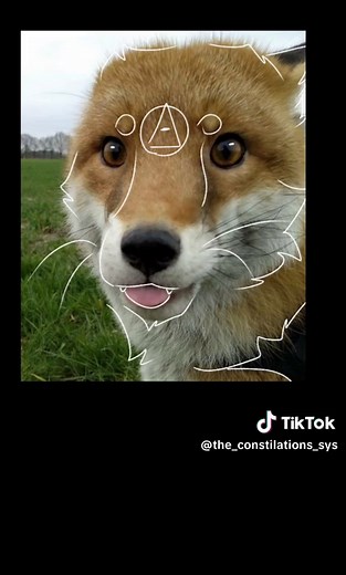 Red Fox Therian Profile Pictures Inspiration