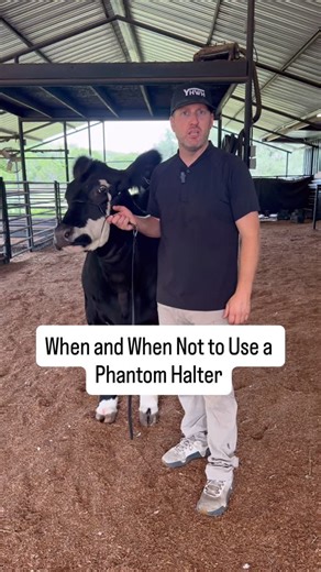 Stock Up Supply on Instagram: "When and when not to use the Phantom Halter #livestockshow #cattleshow #livestock #showcattle #ffa #showsteer #4h #cattle #showheifer #steershow #clippingcattle #steer #heifer #heifershow"