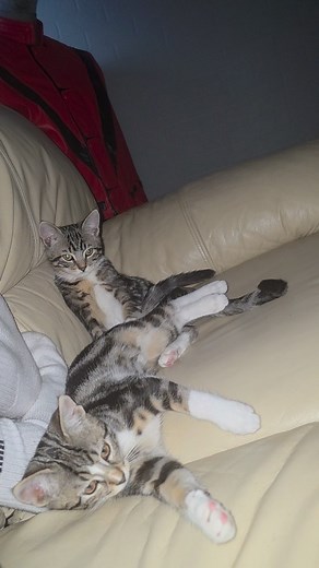 À bon entendeur 🫣🐱 #chat #animals | Les petits chômeurs