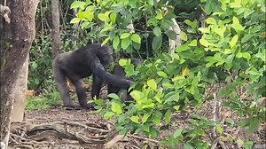 70K views · 1.3K reactions | During mealtime, Pocahontas eagerly pleaded with Snow White for a taste of her sweet potato leaves. Snow White savored the delicious greens first but eventually passed them along to Pocahontas. After all, sharing is caring—and both friends enjoyed the moment together. ☺️ | Second Chance Chimpanzee Refuge Liberia / Save the Abandoned Chimps | Facebook