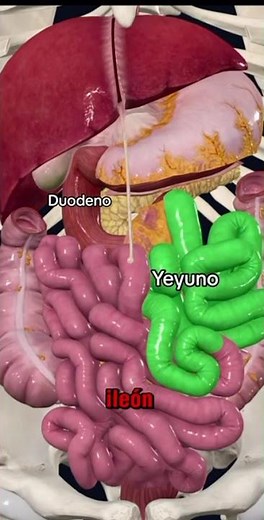 Diferencias entre intestino grueso y delgado #aprendizaje #curiosidades #educativa #medicina