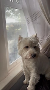 Come play with us kitty cat—all we want to do is chase you ❤️ #funnydogsofinstagram #westhighlandterrier #moderndog #dogsofinstagram #lovemydog #westies #dogsandpals #westielove #westhighlandwhiteterrier | The Piper Chronicles