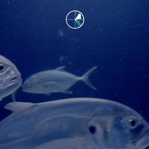 Smart anglers use smart tools. Track weather, perfect your timing, and make every trip unforgettable with our app! | Windy.app | Facebook