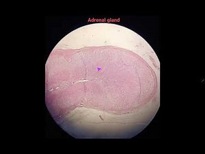 Histology of Adrenal gland (suprarenal gland), slide identification and explanation