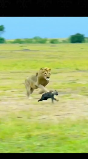 Lion attacking video #lioness #lion #animals #animallovers #loinking #lionelmessi #lionking #lions #animation #liones | animals nurture life
