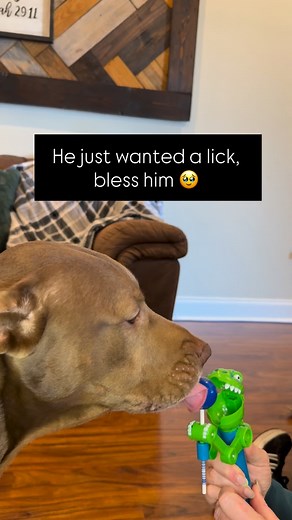 16 reactions · 4 comments | He just wanted one lick  But sometimes...