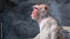 Side View Of Adult Macaque Monkey Looking Afar At Seoul Grand Park Zoo In South Korea. - close up