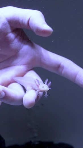 126K views · 1.4K reactions | Meet my Baby Axolotl, Butters  | Aquarium Info | Facebook
