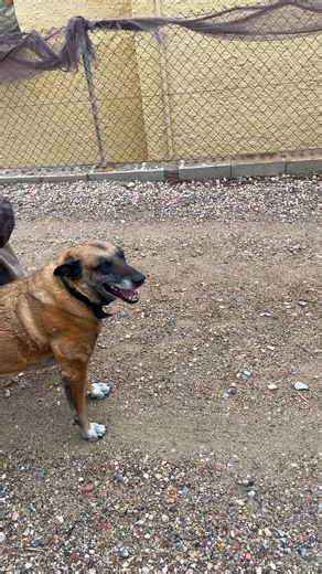 Retired police dog Delta on Reels