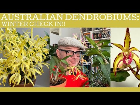 Australian Dendrobiums: a winter check in!