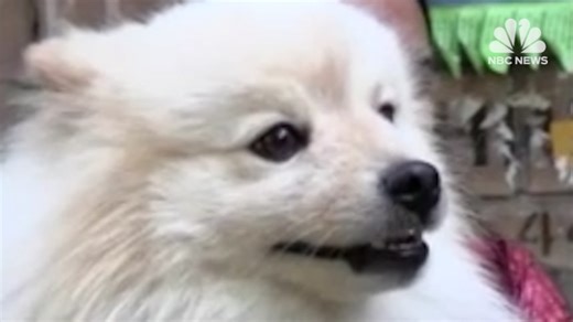 Buddy the dog saves family during Russian attack