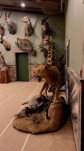 171K views · 2.4K reactions | Another incredible trophy room setup in the books! Thankful for our buddy Mark and his family for trusting us with his trophies of a lifetime! “If you can dream it, we can make it happen!” #Taxidermy #TrophyRoom #Africa #Texas #Outdoors #Hunting #Deer #Whitetail #Muley #WestTexas #Giraffe | Safari Studios | Facebook