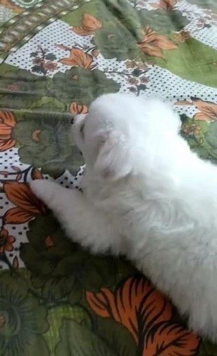 Pomeranian Puppy Barking for The First Time