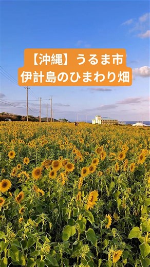 【沖縄】うるま市/伊計島のひまわり畑/沖縄/沖縄観光/沖縄旅行