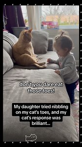 Cats attacking kids 😹😻❤️ #catscatscats #catfunny #cats #funnycatvideos #catsofinsta | Catify