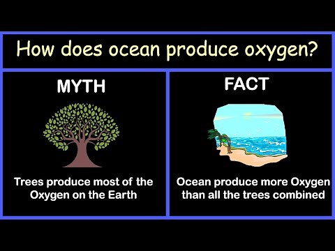 How does ocean produce oxygen?