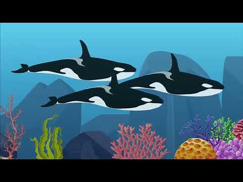 Orca Whales vs. Beluga Whales – Who Rules the Arctic?