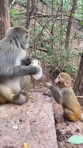 875K views · 5.1K reactions | Monkey Make Good pets  | Like animals | Facebook