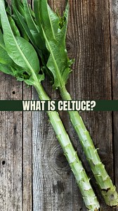 🌿 What is Celtuce? 🌿 Also known as asparagus lettuce or Chinese lettuce, this unusual heirloom is grown not for its leaves (though they’re edible too) but for its thick, juicy stem. Once peeled, the stem is crisp and refreshing, great raw in salads or lightly sautéed. It’s got a mild flavour and a lovely crunch. If you’re looking to grow something a bit different this year, celtuce is easy to raise from seed and makes a great talking point in the garden. Just don’t expect it to behave like you
