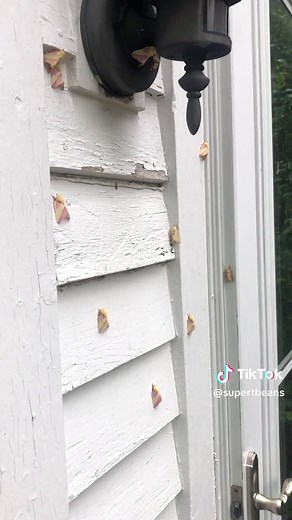 I saw a mothhhhhhs #rosymaplemoth #moth | rosy maple moth