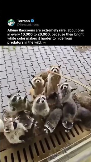 Rare Albino Raccoon 🦝