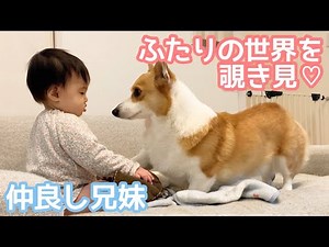 ふたりの世界ができつつあるコーギーむぎと妹