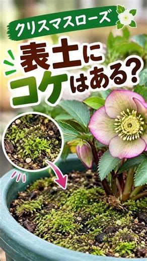 クリスマスローズの生育を阻害？