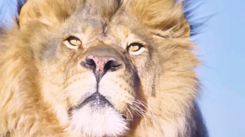 The Strongest Lion Pride of the Wild Savannah: A Battle for the Throne