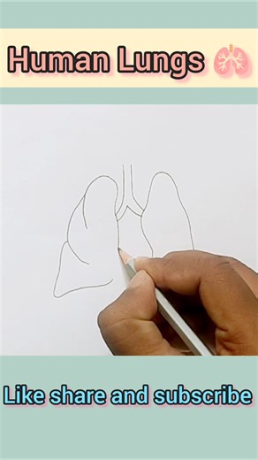How To Draw Human Lungs Diagram//Human Lungs Diagram//Lung diagram #shorts #lungs #shortsfeed